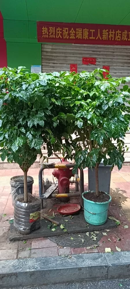 因花盆打碎，不愿意养了！有两盆幸福树出售