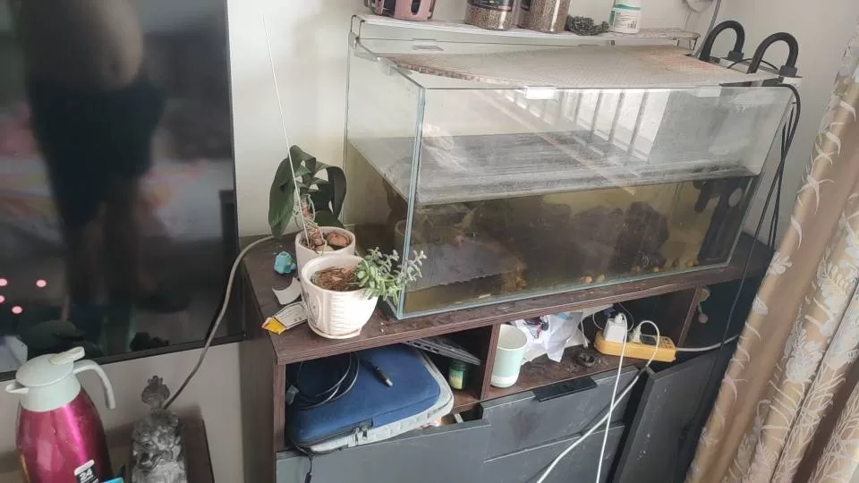 鱼缸及桌子整套卖，无?