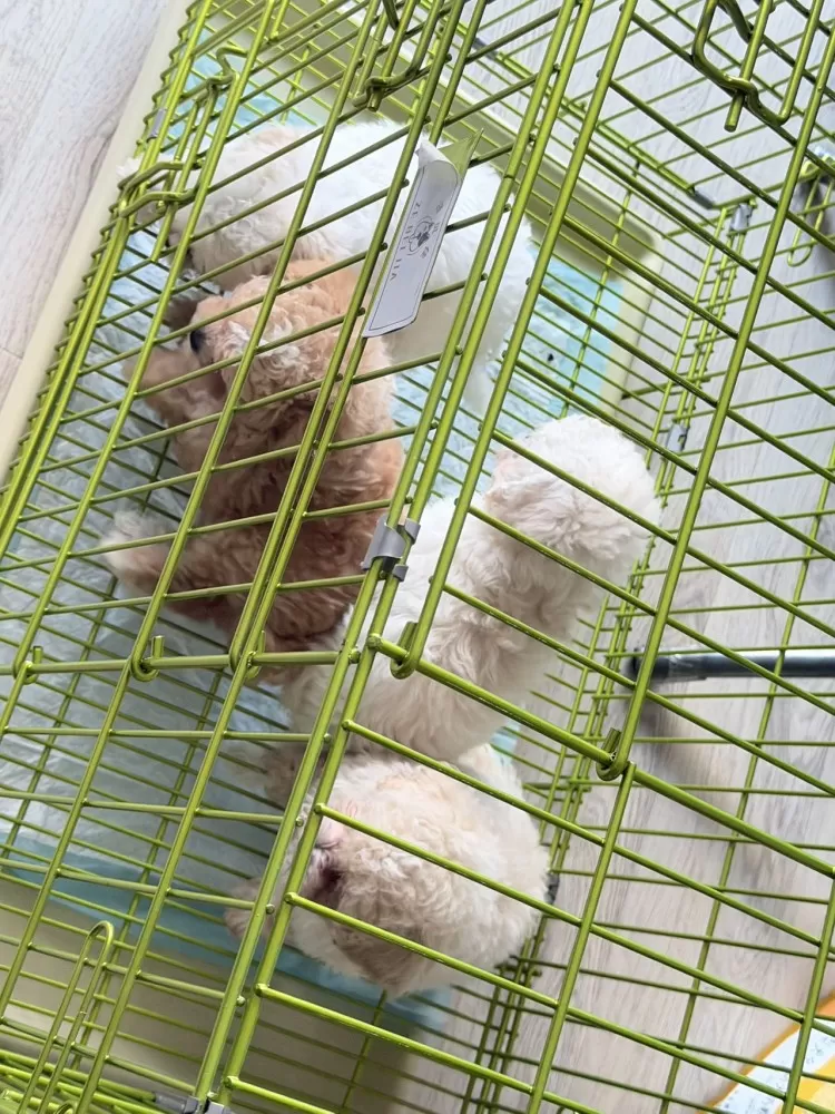 可爱小狗图片2