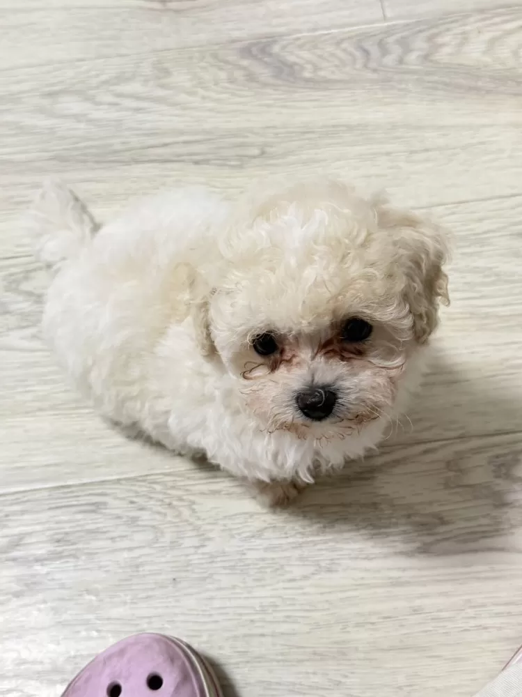 可爱小狗