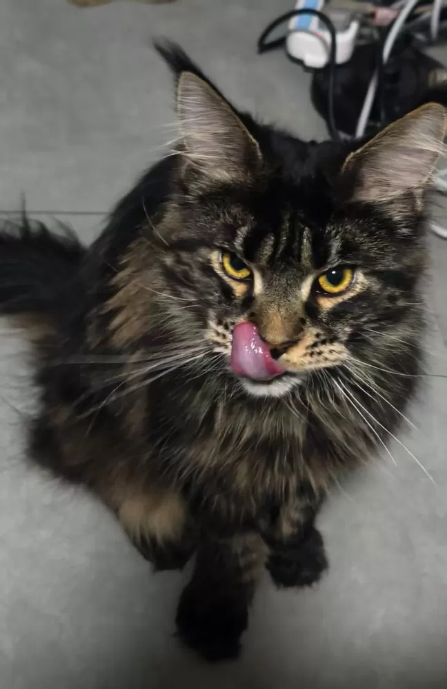 黑金缅因猫妹妹，心心2岁，纯血统正，打了疫苗做了节育，在邵东江山赋，可上门看猫，…图片2
