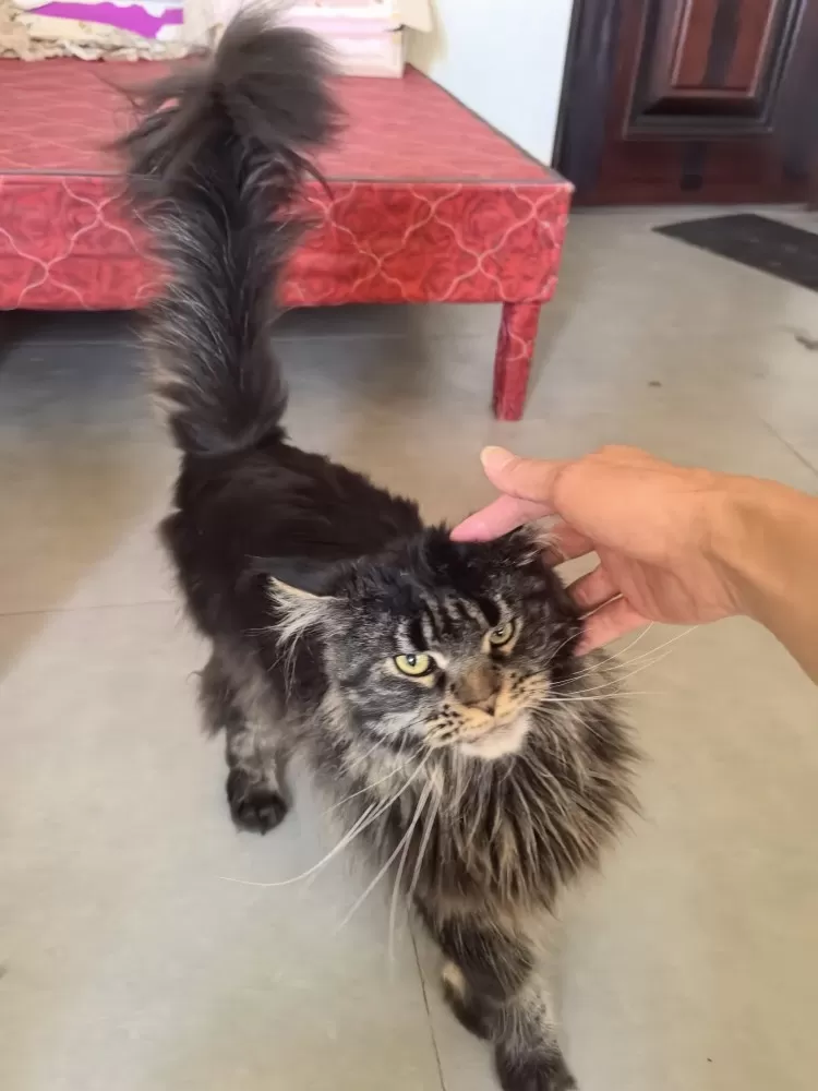 黑金缅因猫妹妹，心心2岁，纯血统正，打了疫苗做了节育，在邵东江山赋，可上门看猫，…图片4