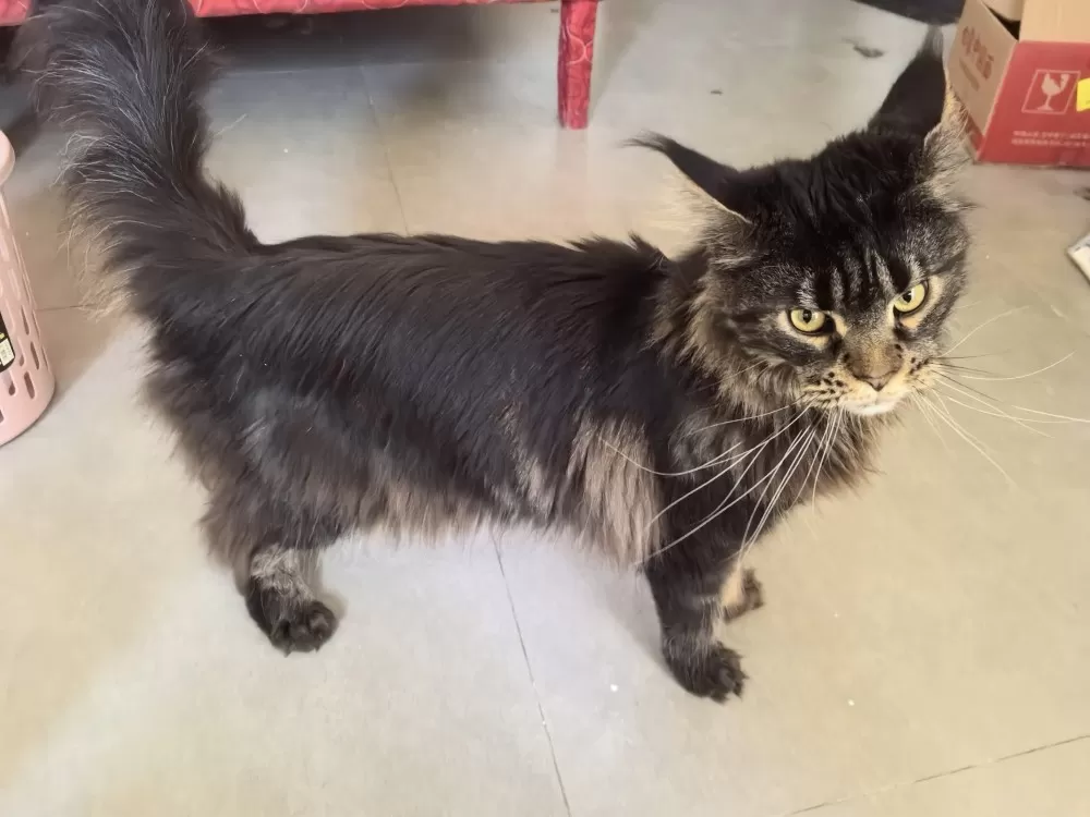 黑金缅因猫妹妹，心心2岁，纯血统正，打了疫苗做了节育，在邵东江山赋，可上门看猫，…图片3