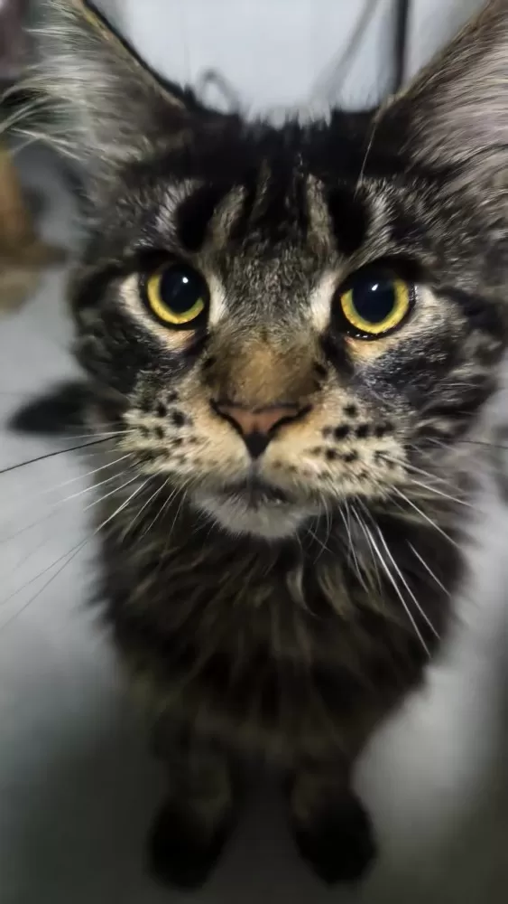黑金缅因猫妹妹，心心2岁，纯血统正，打了疫苗做了节育，在邵东江山赋，可上门看猫，…