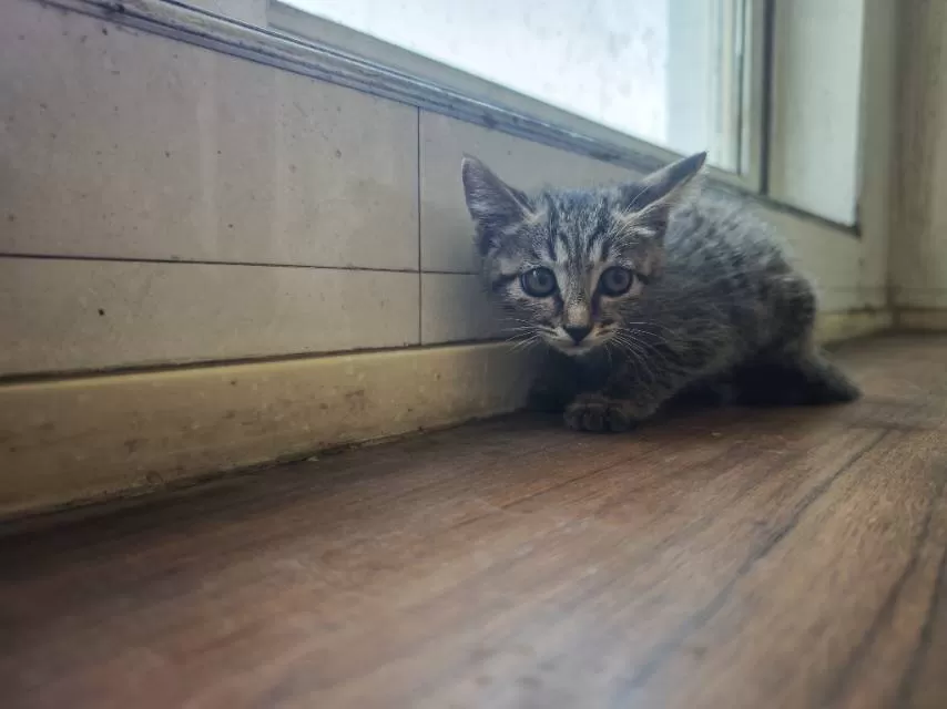 家养小奶猫，健康活泼，毛色有白、灰、虎斑，性格粘人，适合新手养。会吃猫粮用猫砂，…图片3