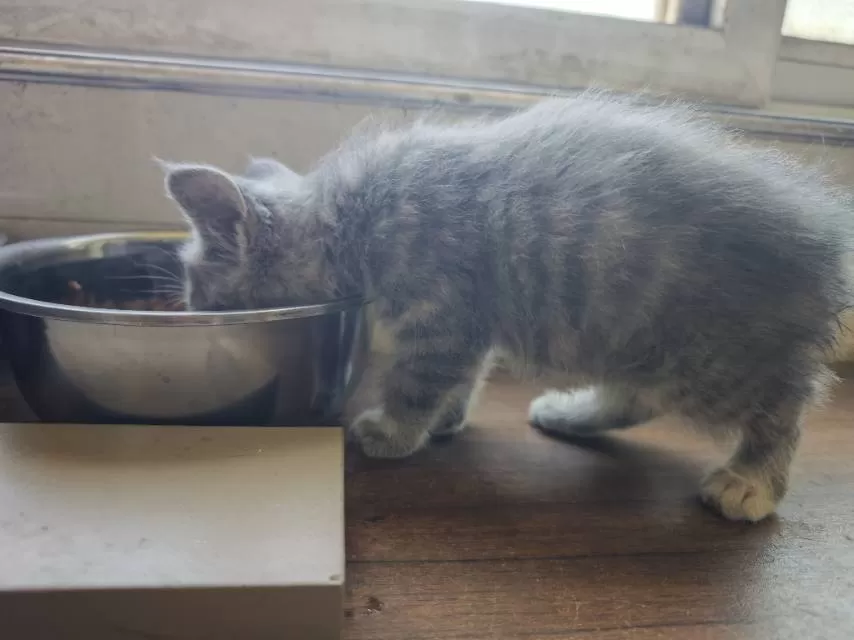 家养小奶猫，健康活泼，毛色有白、灰、虎斑，性格粘人，适合新手养。会吃猫粮用猫砂，…图片5