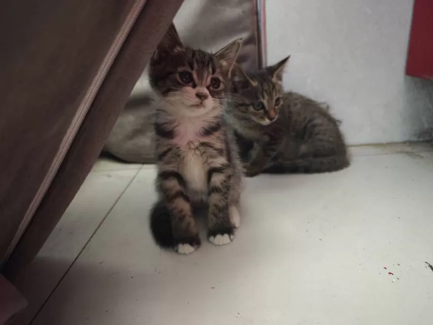 家养小奶猫，健康活泼，毛色有白、灰、虎斑，性格粘人，适合新手养。会吃猫粮用猫砂，…图片4