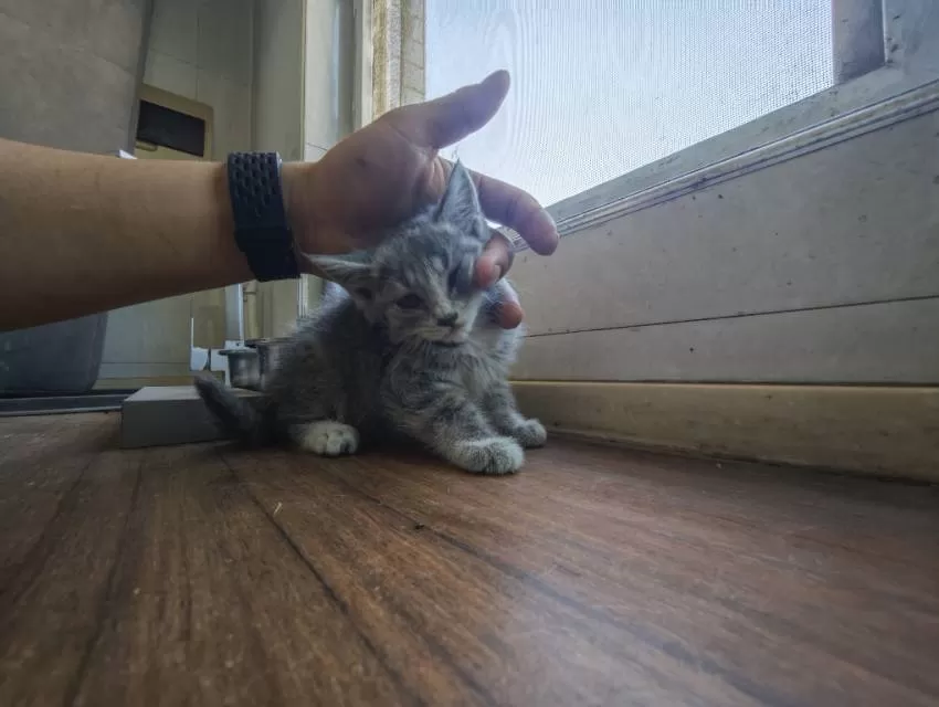 家养小奶猫，健康活泼，毛色有白、灰、虎斑，性格粘人，适合新手养。会吃猫粮用猫砂，…图片6
