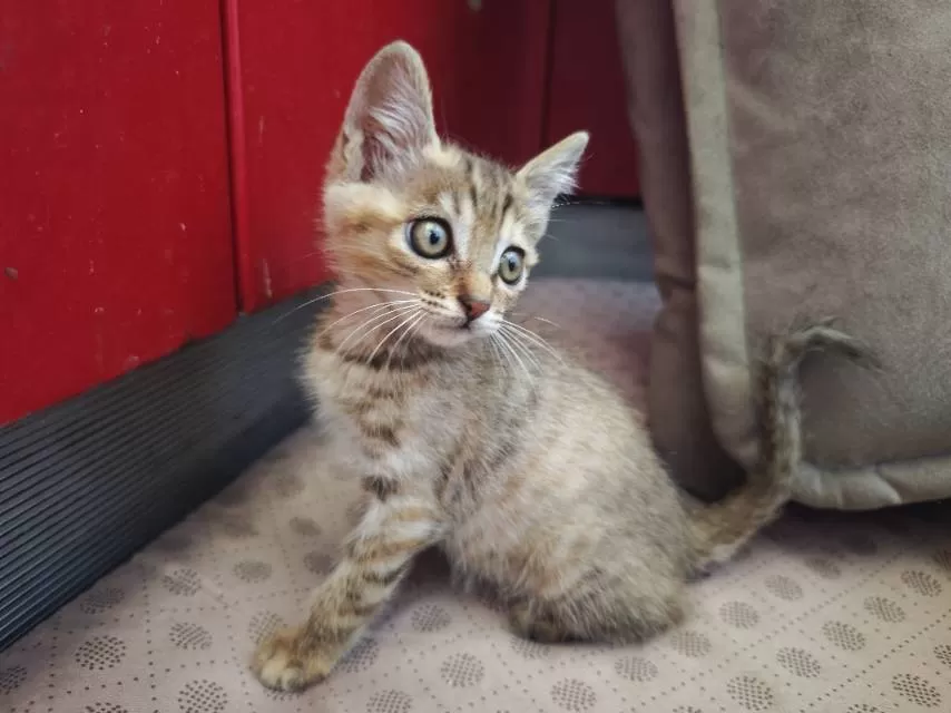 家养小奶猫，健康活泼，毛色有白、灰、虎斑，性格粘人，适合新手养。会吃猫粮用猫砂，…图片2