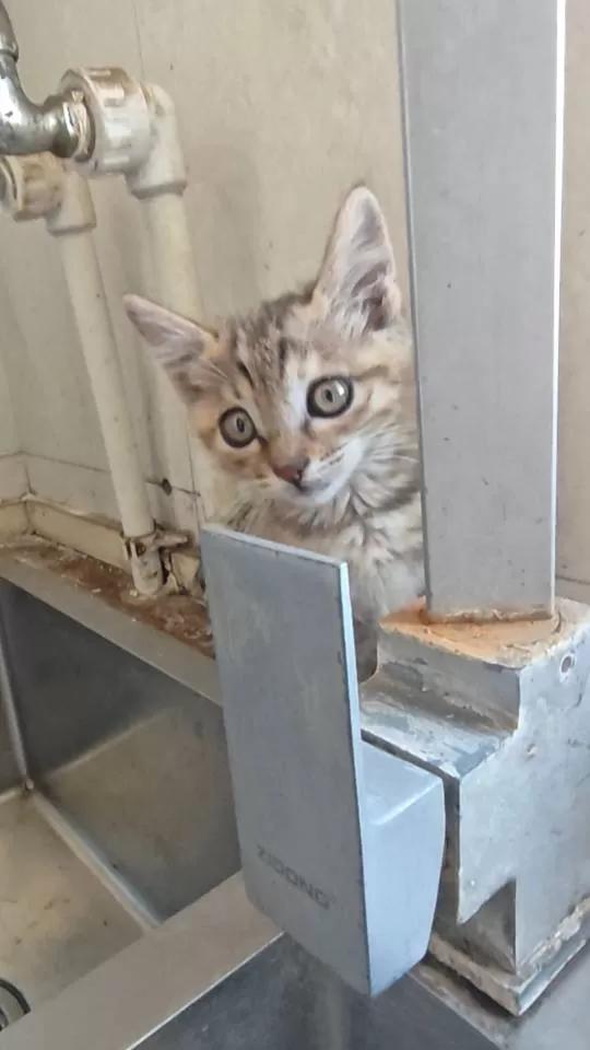 家养小奶猫，健康活泼，毛色有白、灰、虎斑，性格粘人，适合新手养。会吃猫粮用猫砂，…