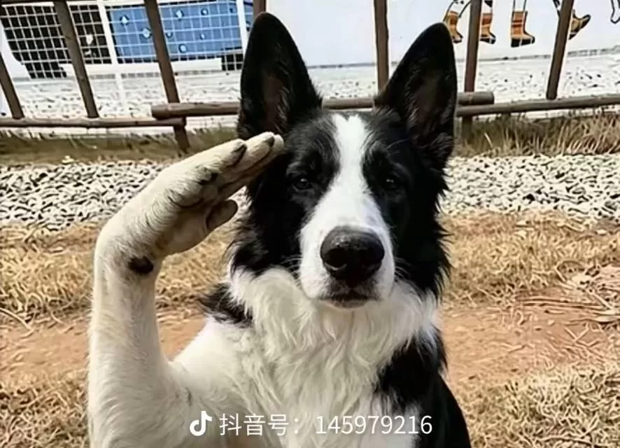 赵公子名片头像