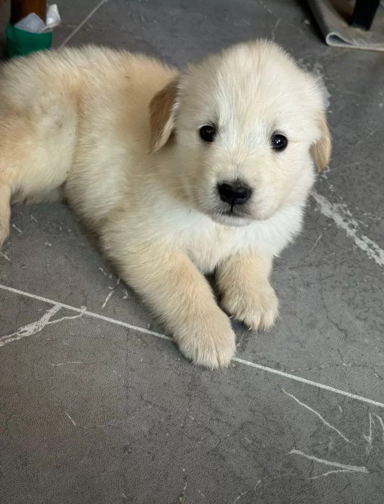 咱犬舍金毛种母毛毛的孩子三针进口疫苗已做完，还有四条母，芯片护照齐全可办理血统证…