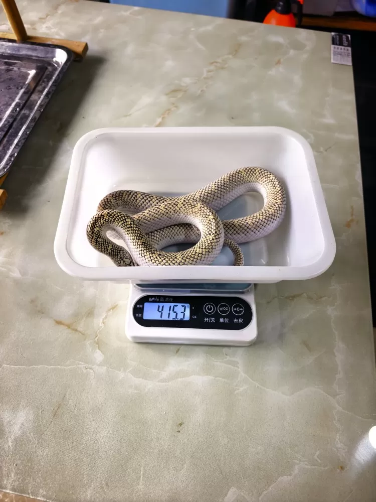 本地整套转让，只出同城上门自提，不邮寄！1.布鲁克王蛇AX白边，415g亚成，从…图片5
