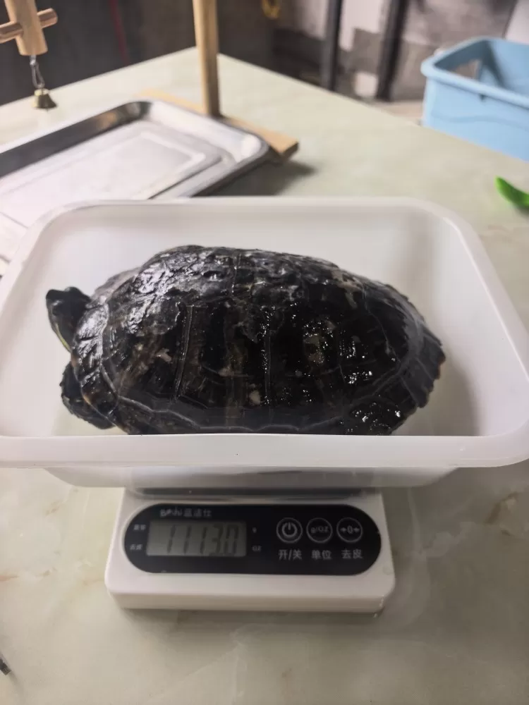 ▫️【巴西龟单独一套】家养巴西龟1115g，养熟认人；配简易饲养箱盒、晒背灯、石…