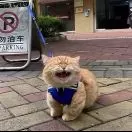 龙遗头像