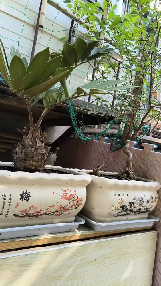 🐠发布的动态配图1
