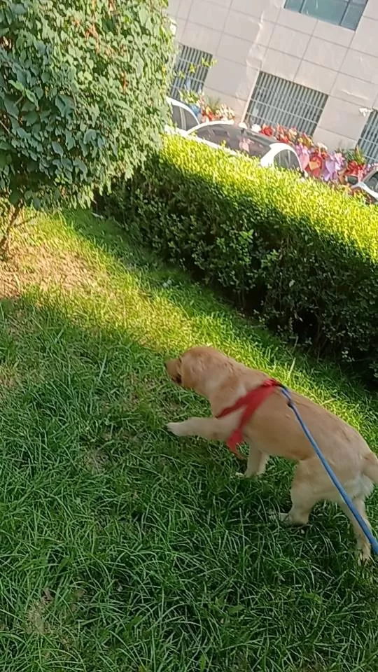 本人养了一只小金毛由于现在没办法养了现在想出养了四个月打了两针希望来一个有爱心的…图片4