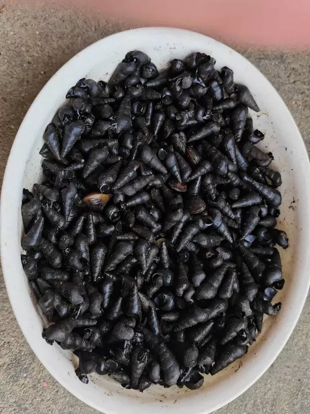 博罗本地山坑螺需要可以联系！图片2