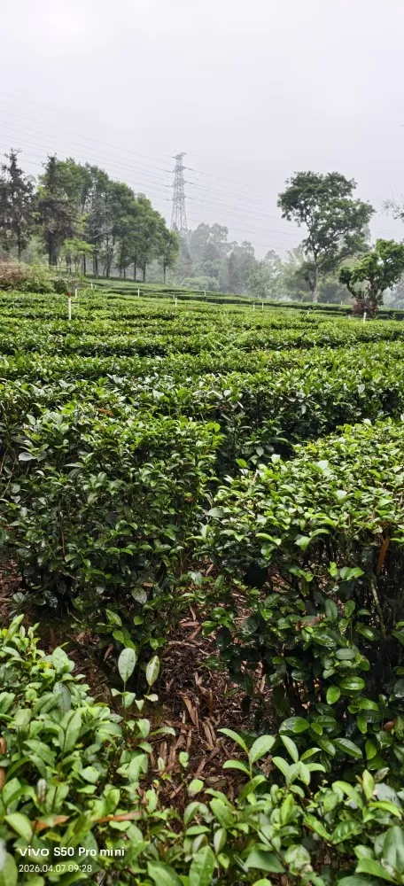 自家种的绿茶！广东十大茶乡，博罗本地茶，铁罐装，茶叶新鲜，支持自提也包邮！价格好…图片6