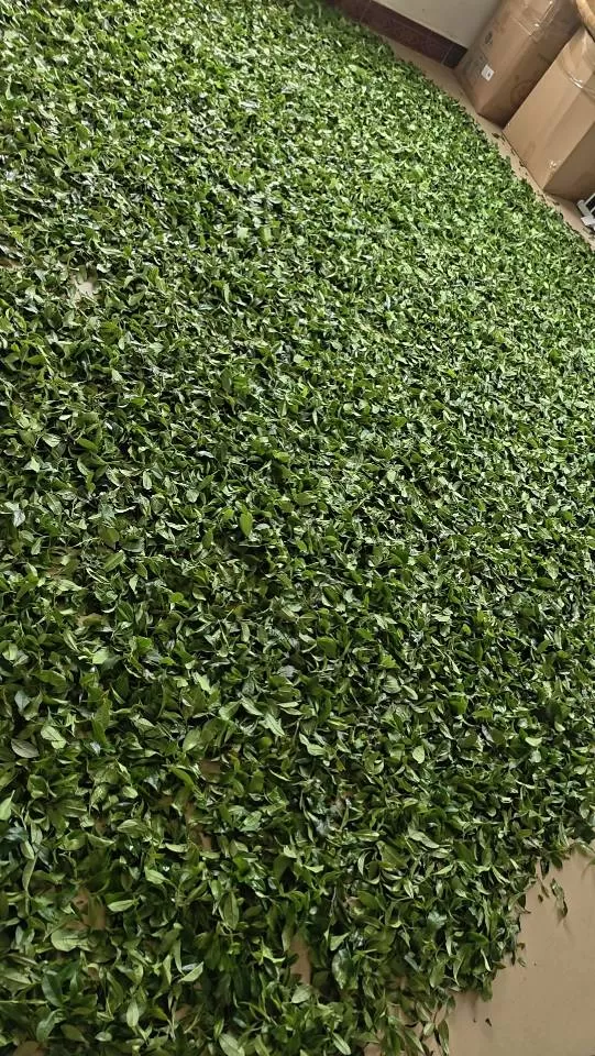 自家种的绿茶！广东十大茶乡，博罗本地茶，铁罐装，茶叶新鲜，支持自提也包邮！价格好…图片4