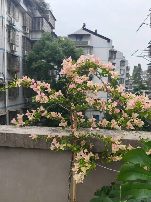 三角梅，1米以上，花期长，花量大图片2