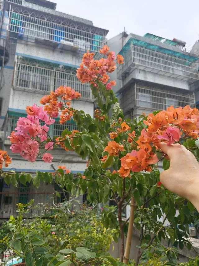孤寂雨忧发布的动态配图2