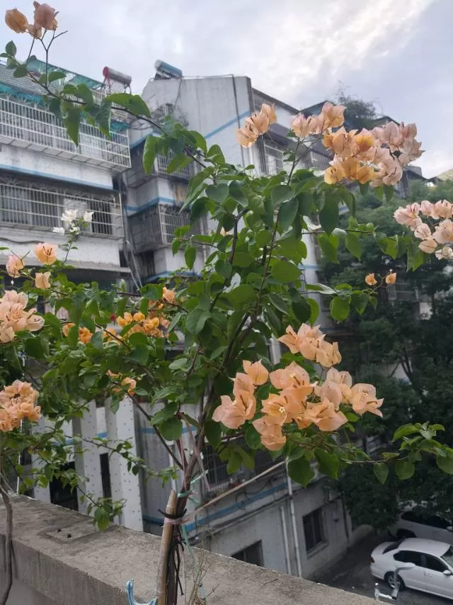 孤寂雨忧发布的动态配图4