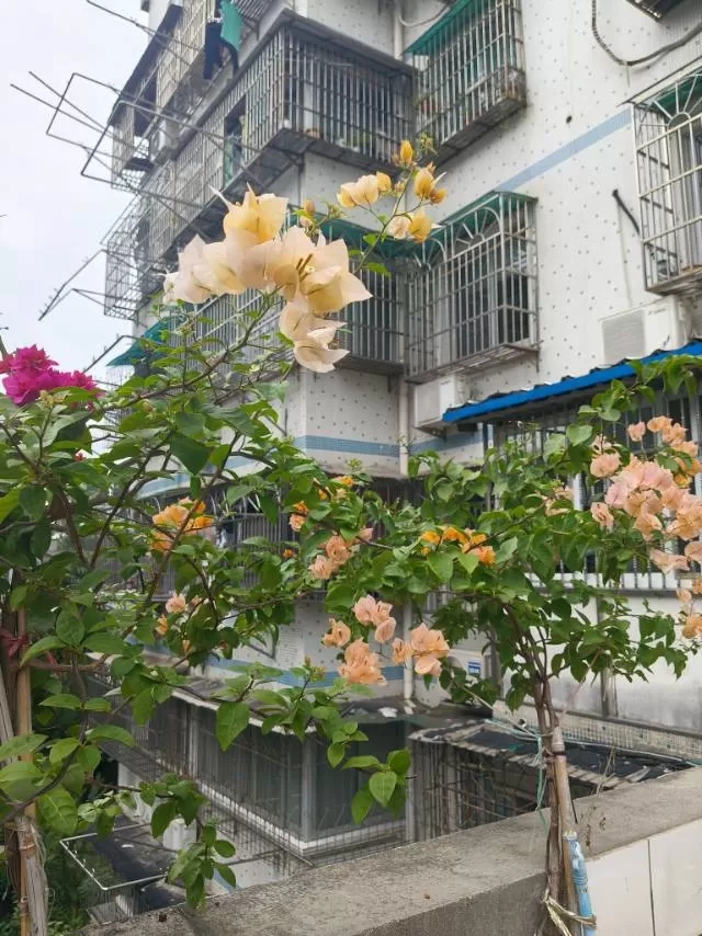 孤寂雨忧发布的动态配图5