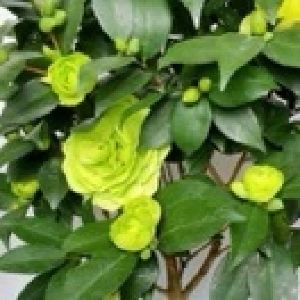 洪头像