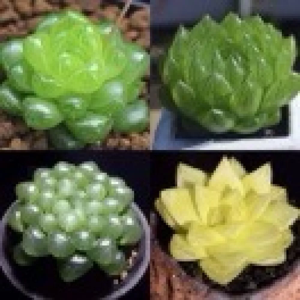 白云头像
