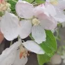 妞妞头像
