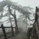 会倒飞的骆驼头像