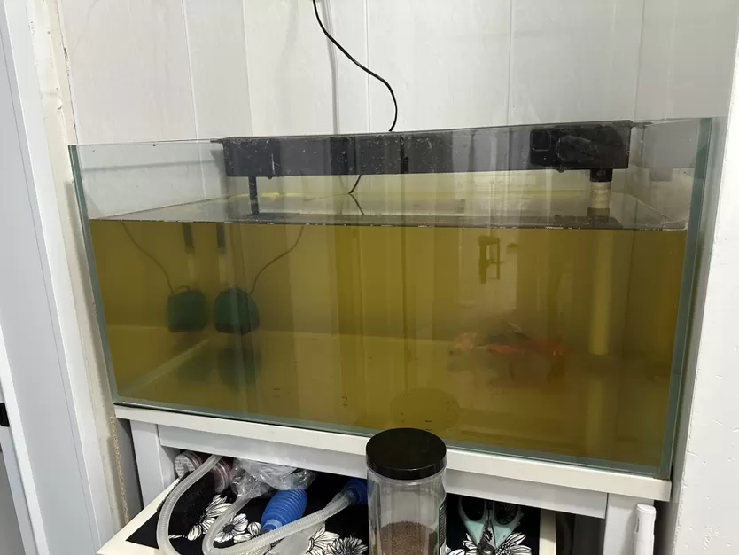总不在家没时间照顾鱼缸，80长50宽，40高，10个厚度，正…