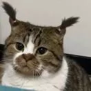 ，头像