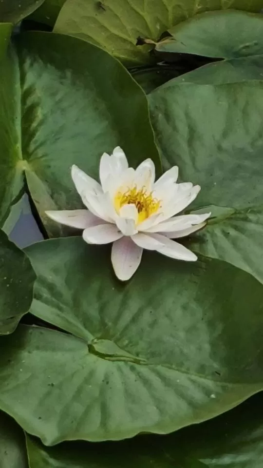 七彩霞头像