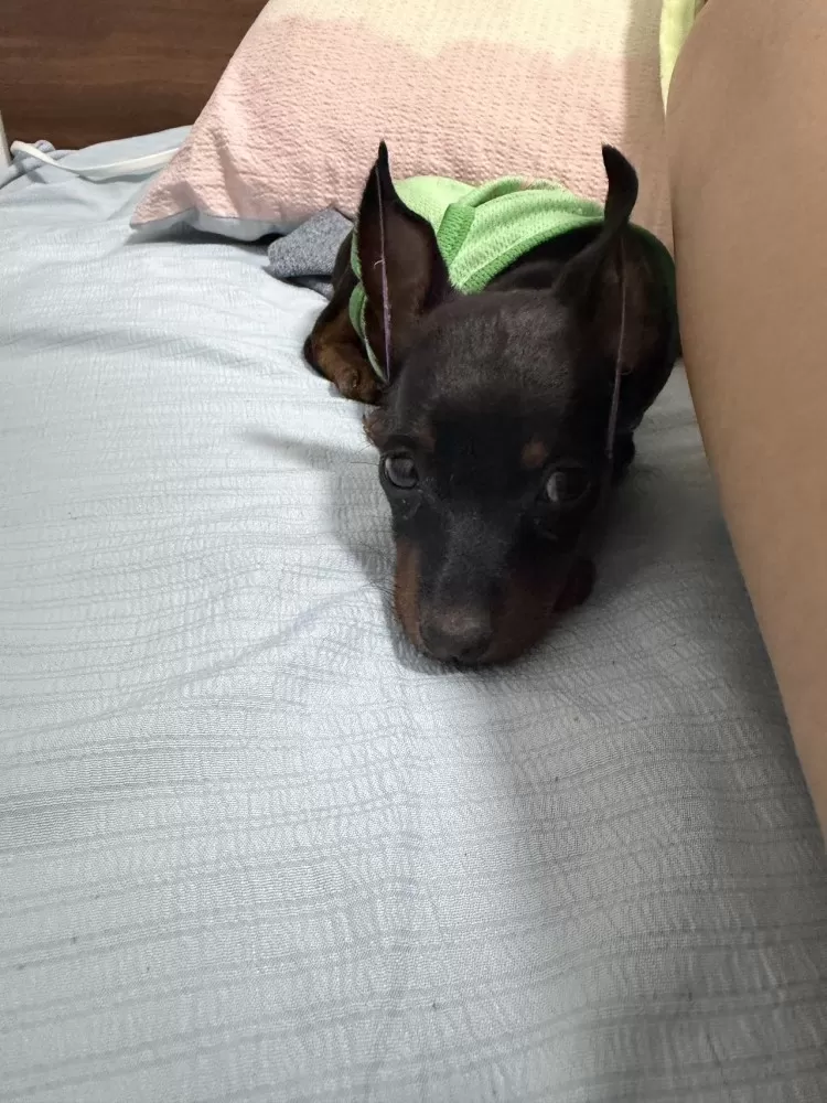 胶南  小鹿犬幼犬出售✅ 2月龄，公母均有，疫苗+驱虫已完成✅ 体型小巧，成年体…图片2