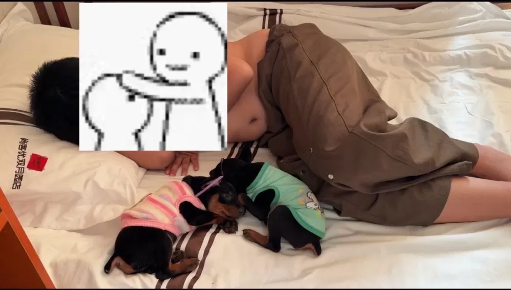 胶南  小鹿犬幼犬出售✅ 2月龄，公母均有，疫苗+驱虫已完成✅ 体型小巧，成年体…