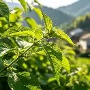 小乔头像