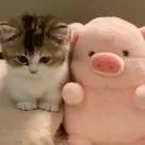 あ头像